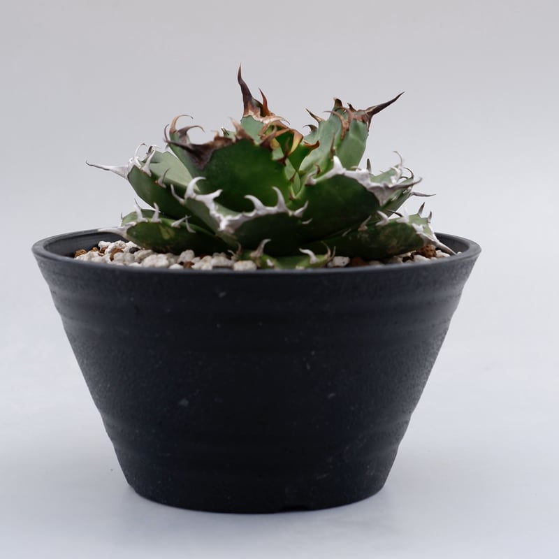 アガベ　チタノタ アガベ チタノタ ドワーフ 001 Agave titanota 'Dwarf' | Sun