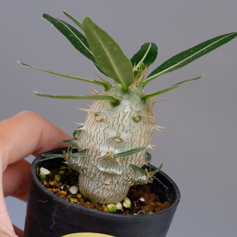 パキポディウム カクチペス 実生株 002 Pachypodium cactipes パキポディウム カクチペス 実生株 002 Pachypodium cactipes