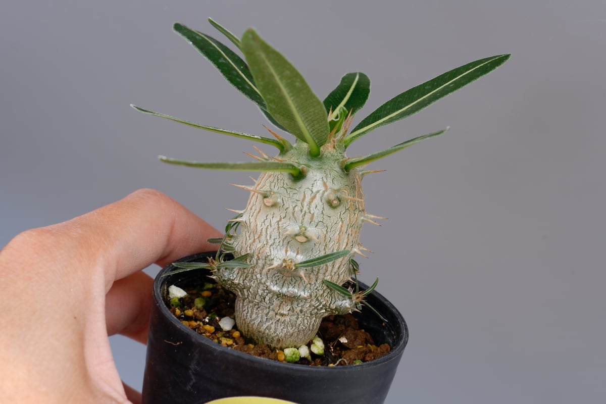 パキポディウム カクチペス 実生株 002 Pachypodium cactipes パキポディウム カクチペス 実生株 002 Pachypodium cactipes
