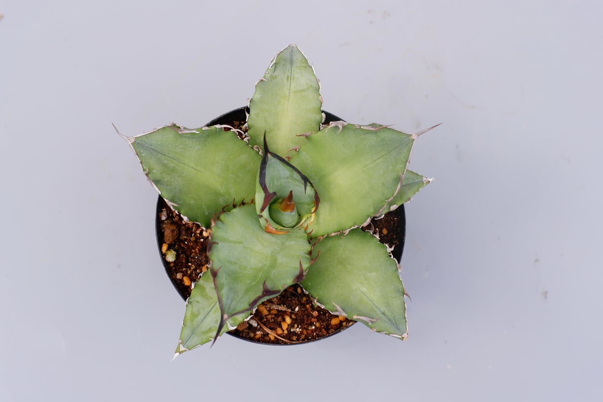 ソシエダ　オテロイ実生 アガベ オテロイ 実生株 Agave oteroi seeding 101 | Sunny