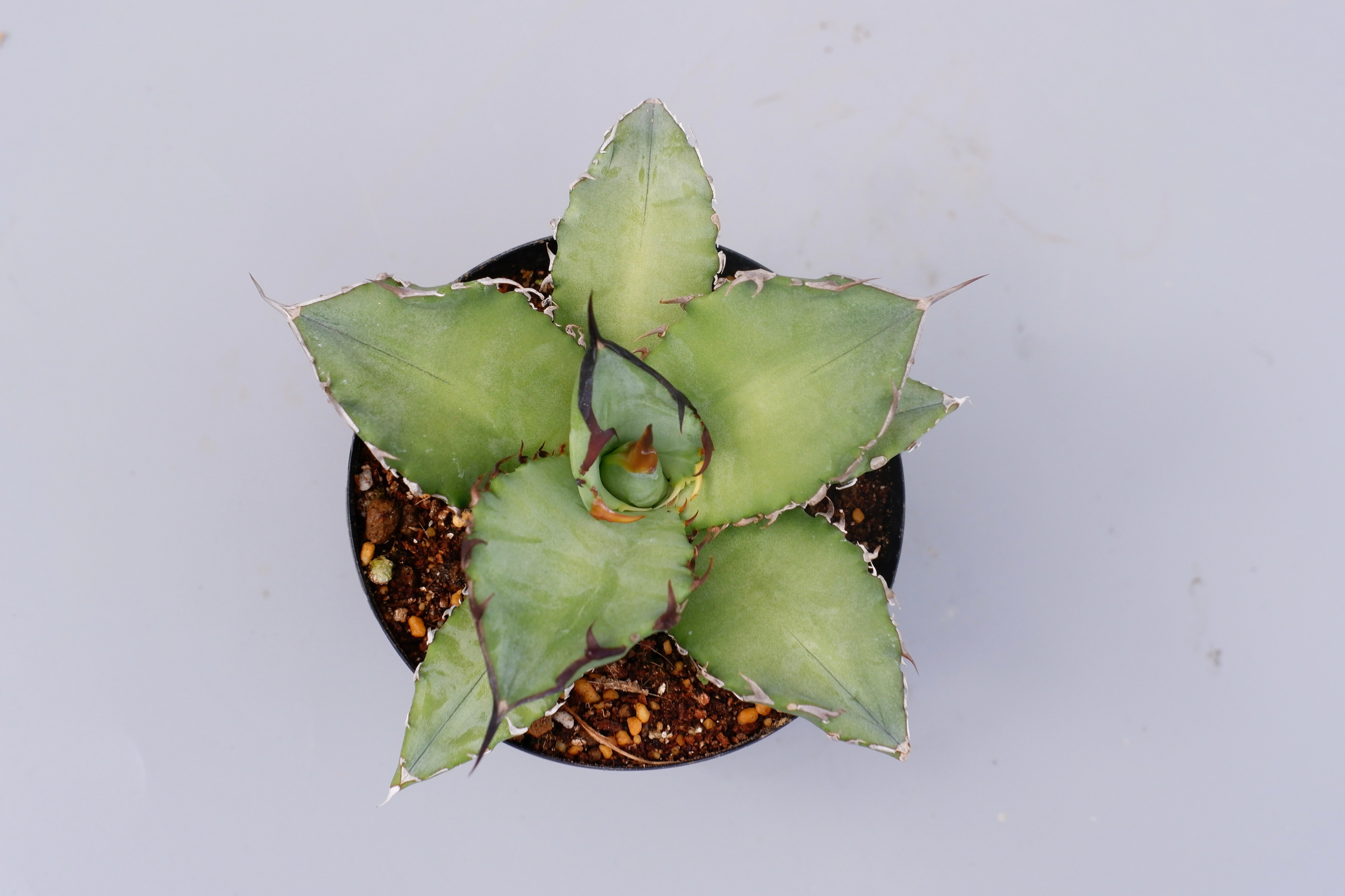 アガベ オテロイ 実生株 Agave oteroi seeding 101 | Sunny
