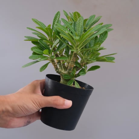 ドルステニアギガス | STORES