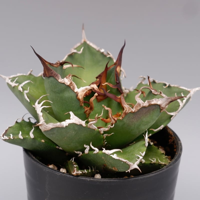 アガベ チタノタ シーザー Agave titanota caesar 115 | Sunny