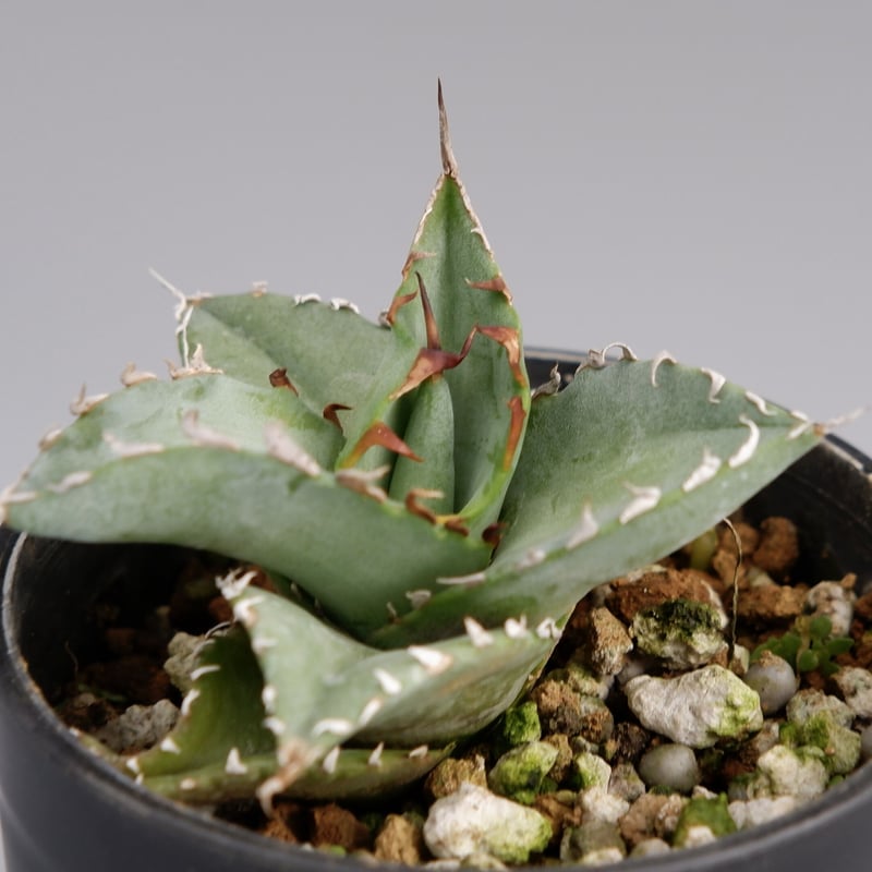 アガベ オテロイ 実生株 Agave oteroi seeding 025 | Sunny