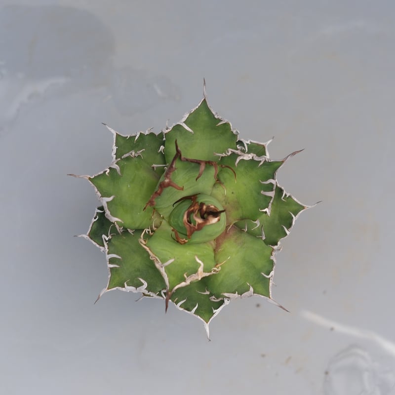 アガベ チタノタ シーザー Agave titanota caesar 195 | Sunny