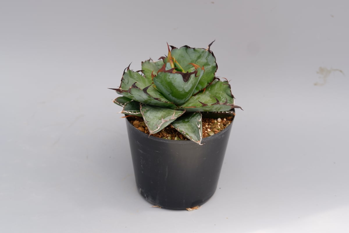 アガベ チタノタ ブラックアンドブルー Agave titanota BB 075 | Sun
