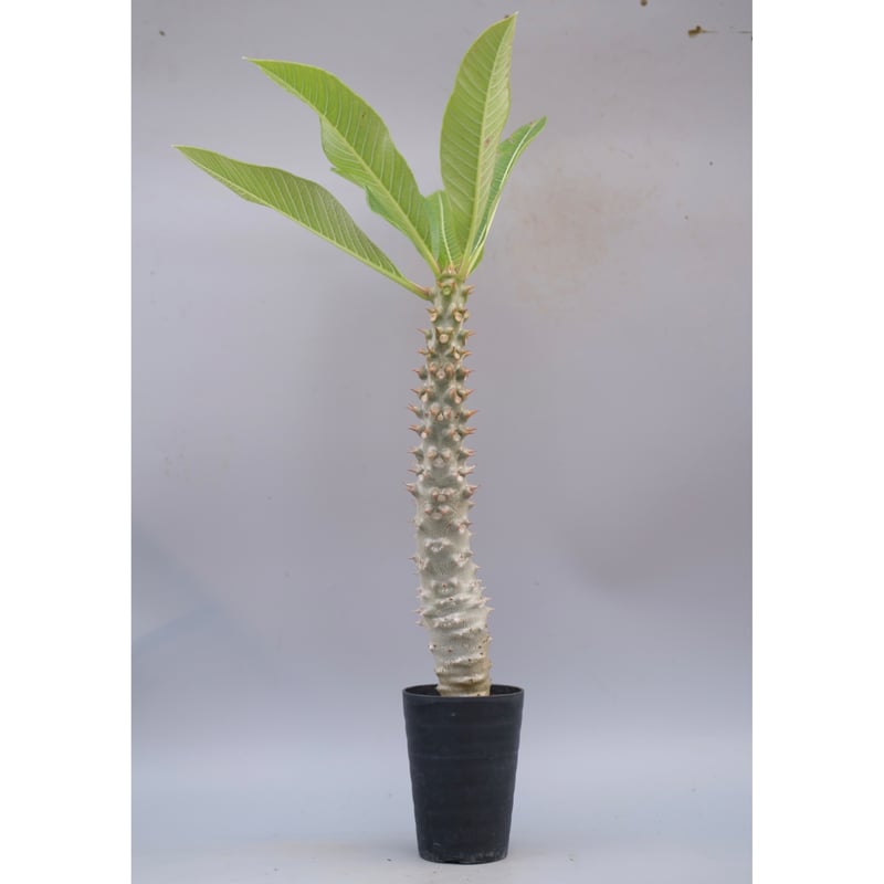 パキポディウム バロニー 実生 パキポディウム バロニー(実生) / Pachypodium baronii no.51