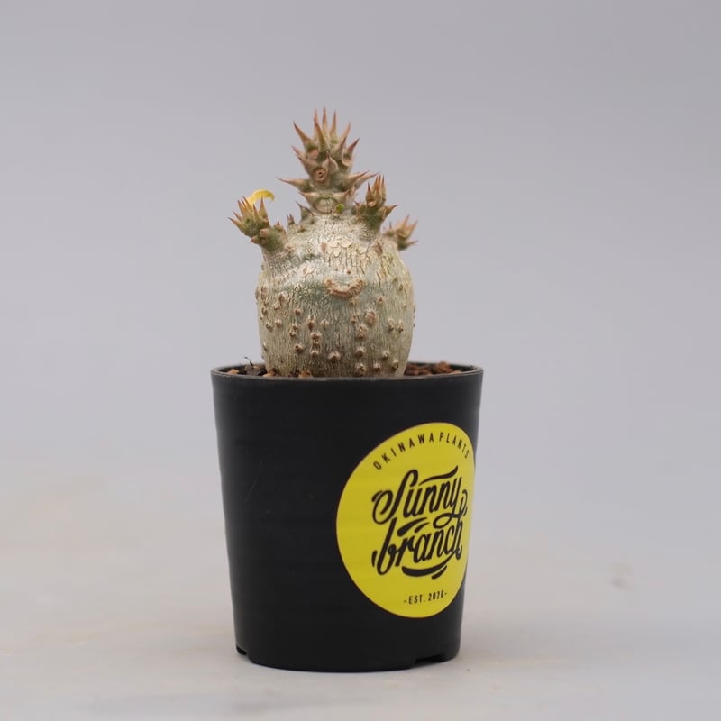 パキポディウム ウィンゾリー 実生株 130 Pachypodium windsorii |