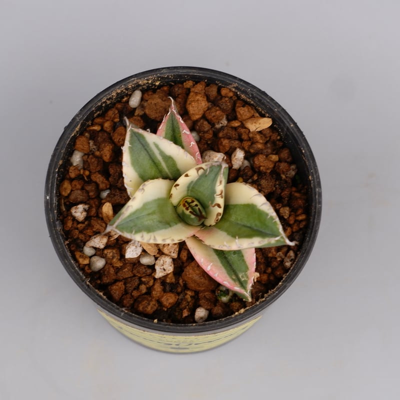 アガベ チタノタ スナグルトゥース Agave titanota Snaggle アガベ チタノタ スナグルトゥース Agave titanota Snaggle