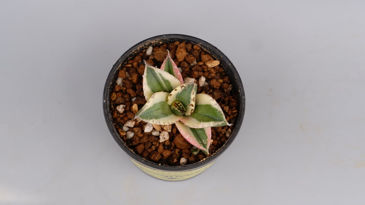 agabe titanota アガベチタノタ　スカグルトゥース アガベ・チタノタ スナグルトゥース（芽）-005｜agave titanota snaggl