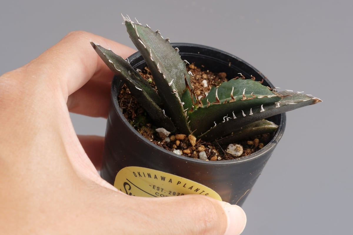 アガベ チタノタ 白鯨 071 Agave titanota white whale | Su