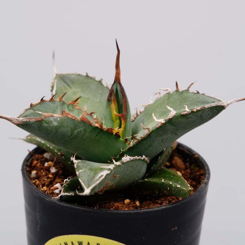 アガベ オテロイ 実生株 Agave oteroi seeding 086 | Sunny