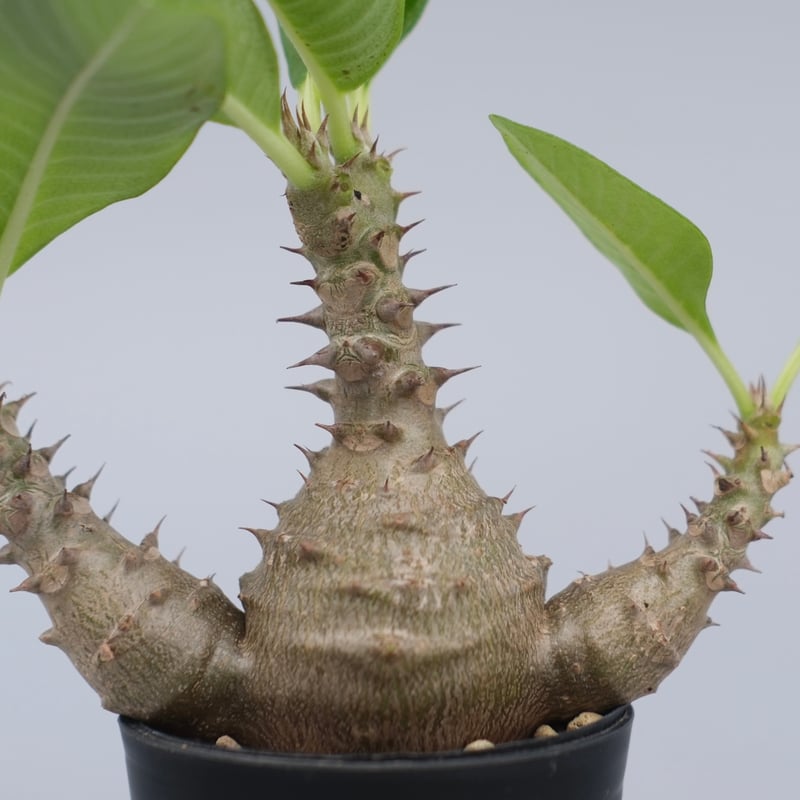 パキポディウム ウィンゾリー 実生株 074 Pachypodium windsorii |