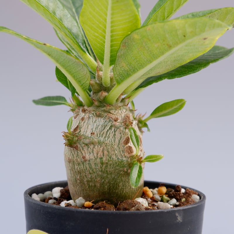 ウィンゾリー　実生 パキポディウム ウィンゾリー 実生株 014 Pachypodium windsorii