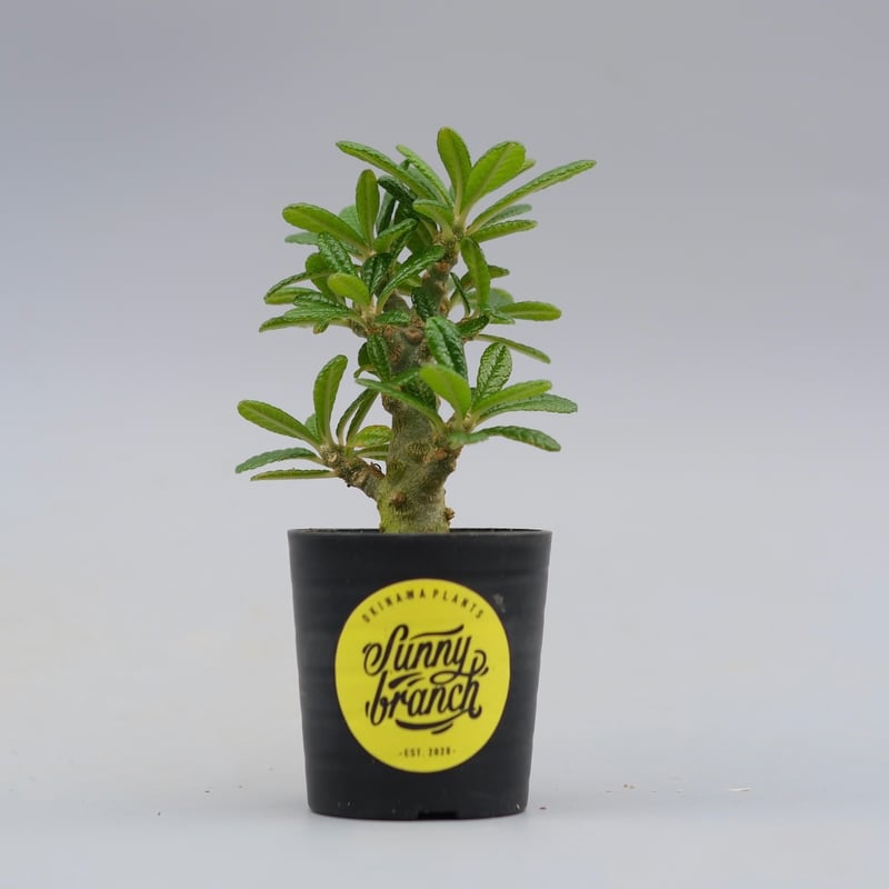 ドルステニア ギガス ドルステニア ギガス043 Dorstenia gigas | Sunny Branch