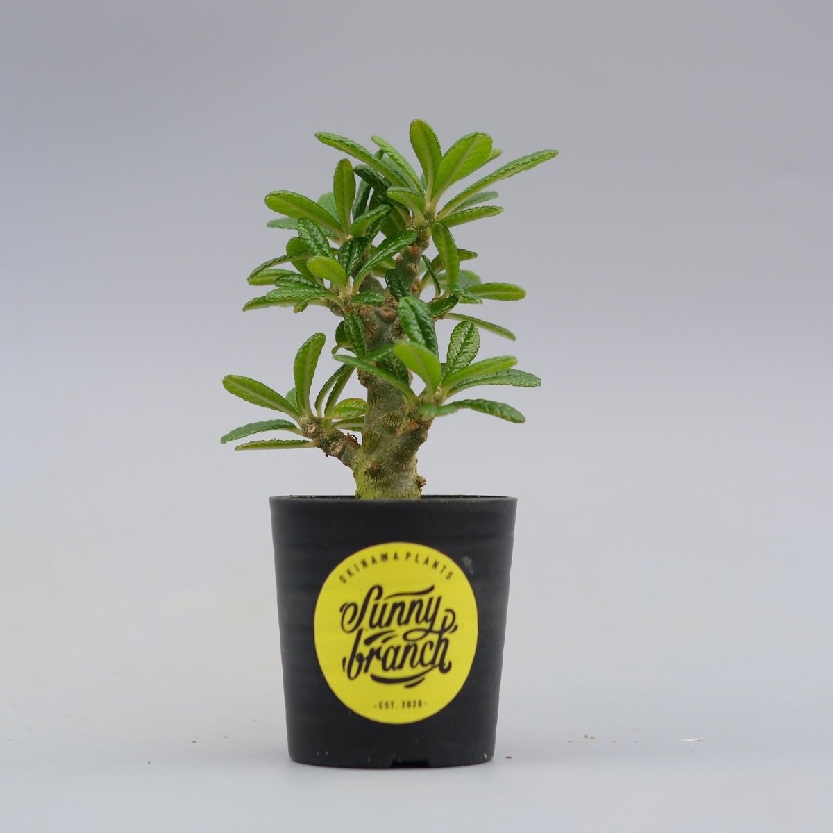 ドルステニア ギガス043 Dorstenia gigas | Sunny Branch