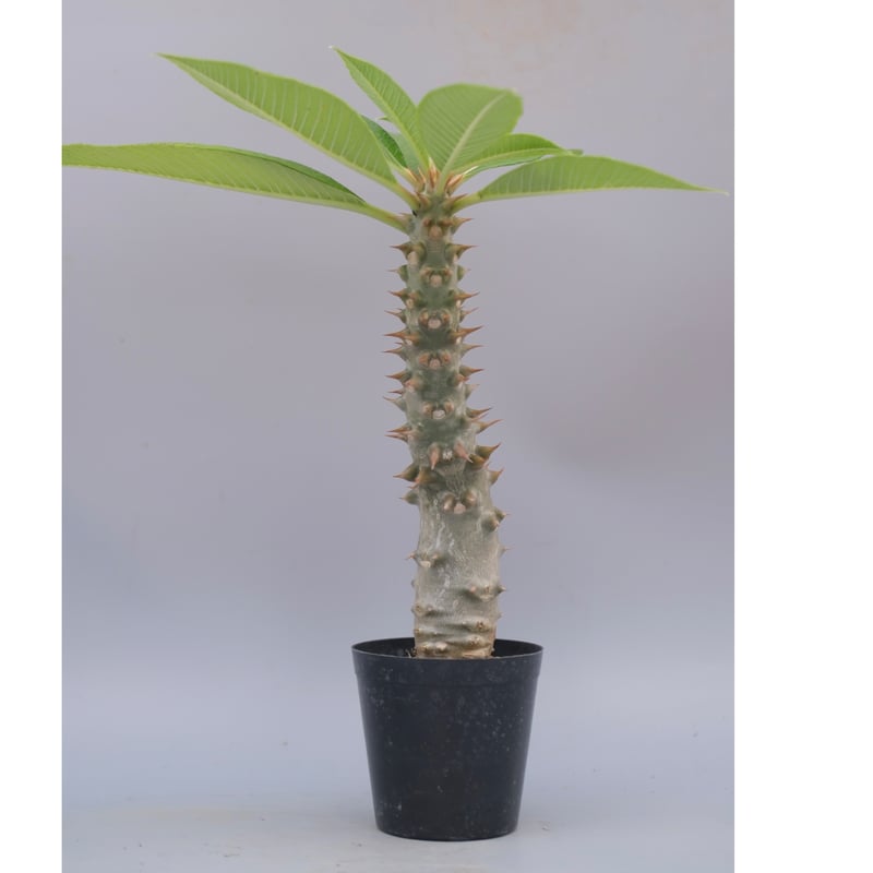 パキポディウム バロニー 珍株 3分岐 純血 実生 送料込み パキポディウム バロニー 珍株 3分岐 純血 実生 送料込み