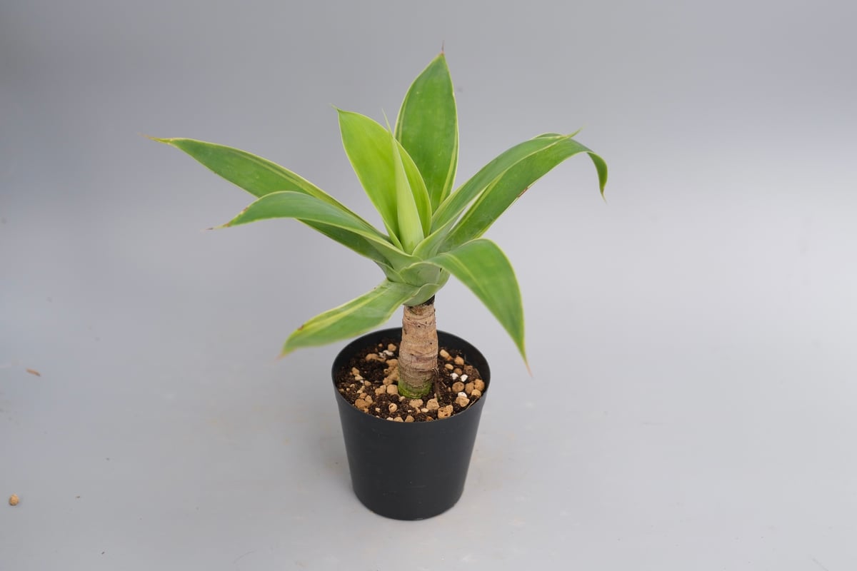 アガベアテナータAgave attenuata 斑入り】アガべ アテナータ Agave attenuata 'Variegata' 003