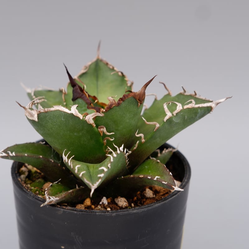 アガベ チタノタ シーザー Agave titanota caesar 127 | Sunny