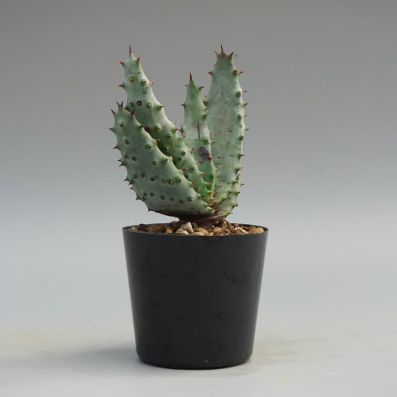マルロシー（鬼切丸）の超美形の特大株【縦横30センチ】 アロエ マルロシー 鬼切丸 Aloe marlothii 002 | Sunny Branch