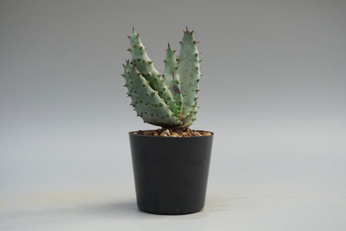 アロエ・マルロシー・大 アロエ マルロシー 鬼切丸 Aloe marlothii 002 | Sunny Branch