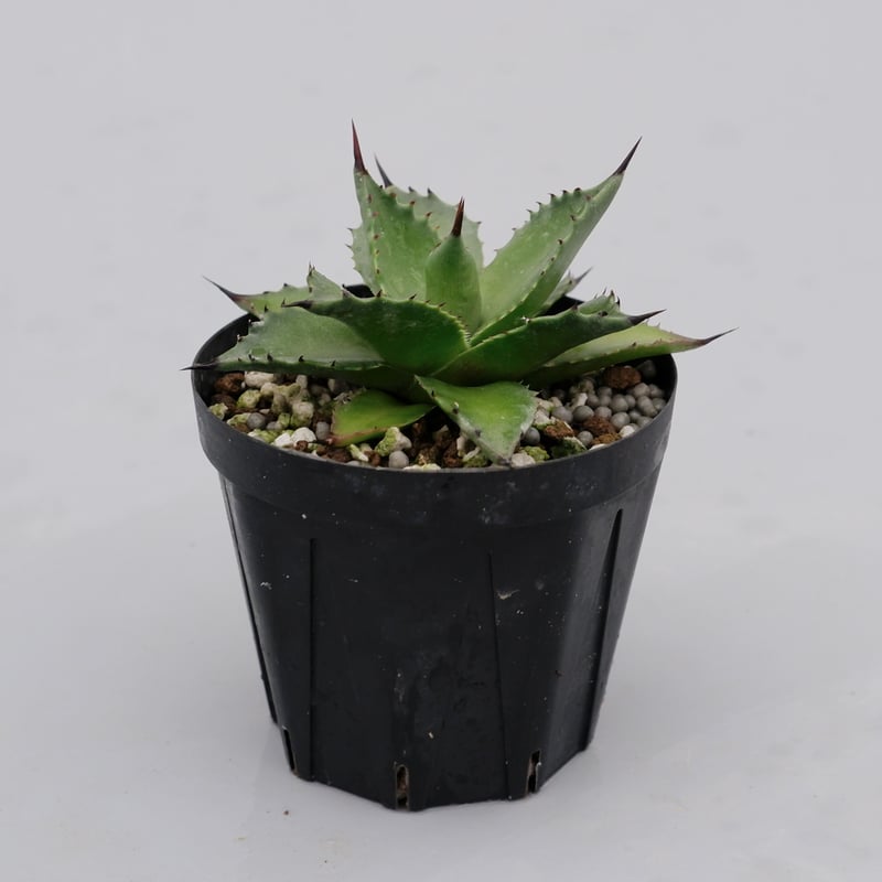 アガベ サロモニー・アガベ マグニフィカ 001 Agave salomonii Agave