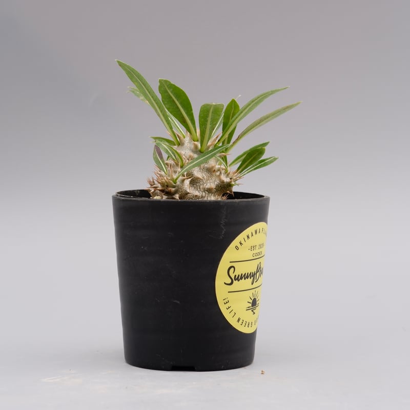 美株❗️植え替え可 パキポディウム ロスラーツム 実生 (検索