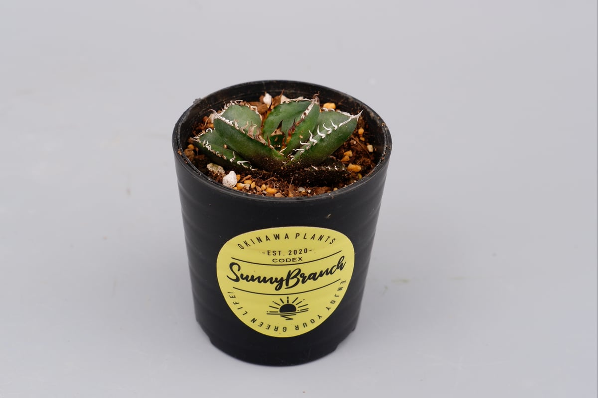 アガベ オテロイ 実生株 Agave oteroi seeding 065 | Sunny