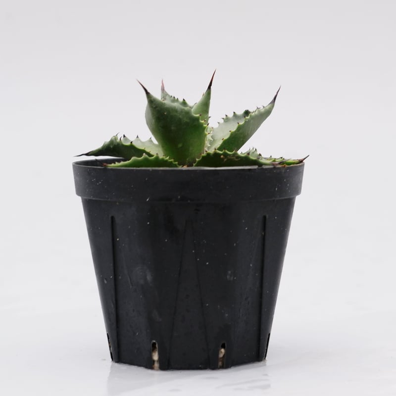 アガベ サロモニー・アガベ マグニフィカ 002 Agave salomonii