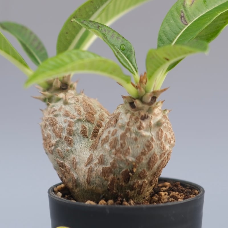 パキポディウム ウィンゾリー 実生株 089 Pachypodium windsorii |
