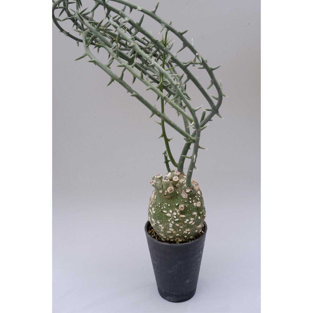 アデニア グロボーサ002 Adenia globosa【発根済み】 | Sunny Branch アデニア グロボーサ002 Adenia globosa【発根済み】 | Sunny Branch