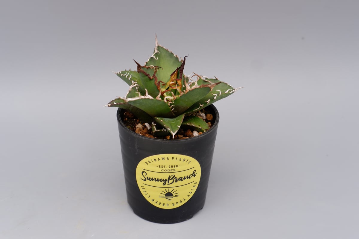アガベ チタノタ シーザー Agave titanota caesar 127 | Sunny