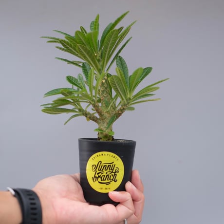 ドルステニアギガス | STORES