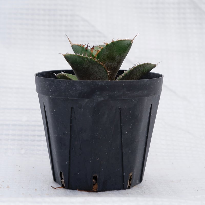 アガベ オテロイ 実生株 Agave oteroi seeding 019 | Sunny