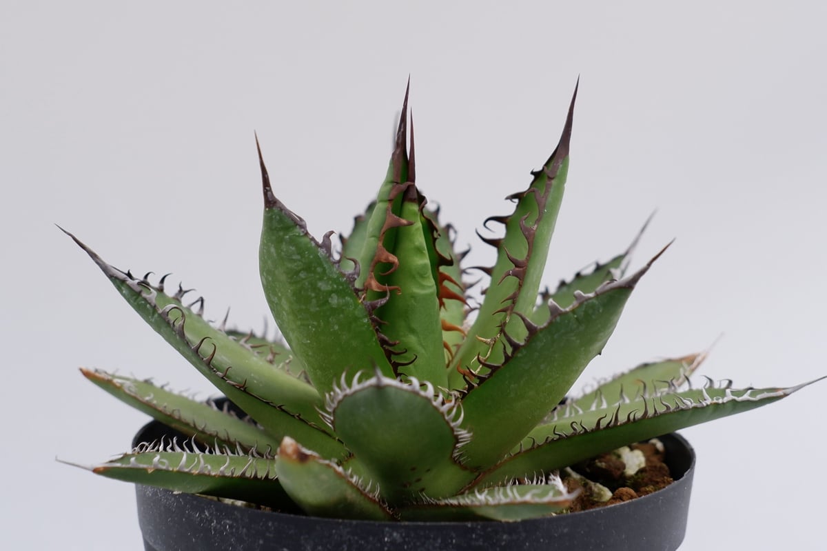 アガベ ホリダ 016 Agave horrida 強棘 | Sunny Branch アガベ ホリダ 016 Agave horrida 強棘 | Sunny Branch
