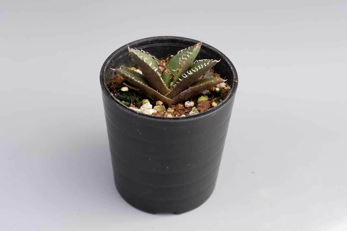 アガベ チタノタ シーザー Agave titanota caesar 023 | Sunny