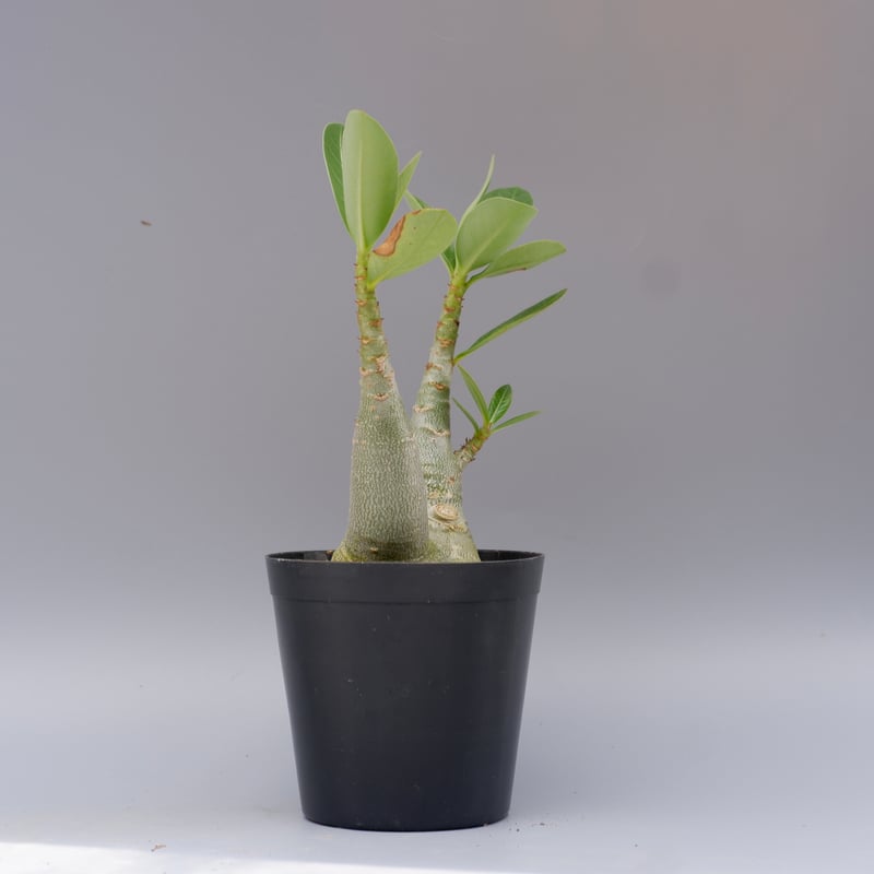 アデニウム ソマレンセ 実生株 Adenium somalense 005 | Sunny B