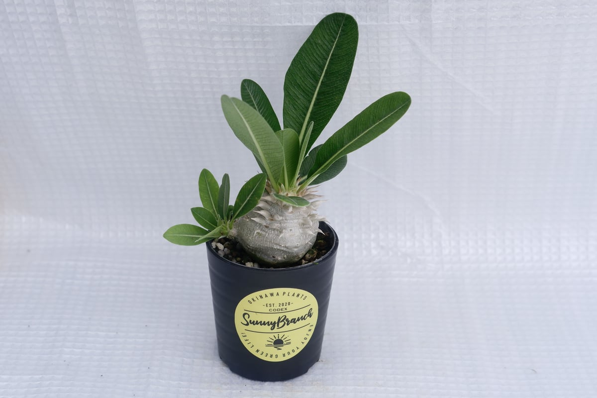 パキポディウム 白花 恵比寿笑い 実生株 Pachypodium brevicaule パキポディウム 白花 恵比寿笑い 実生株 Pachypodium brevicaule