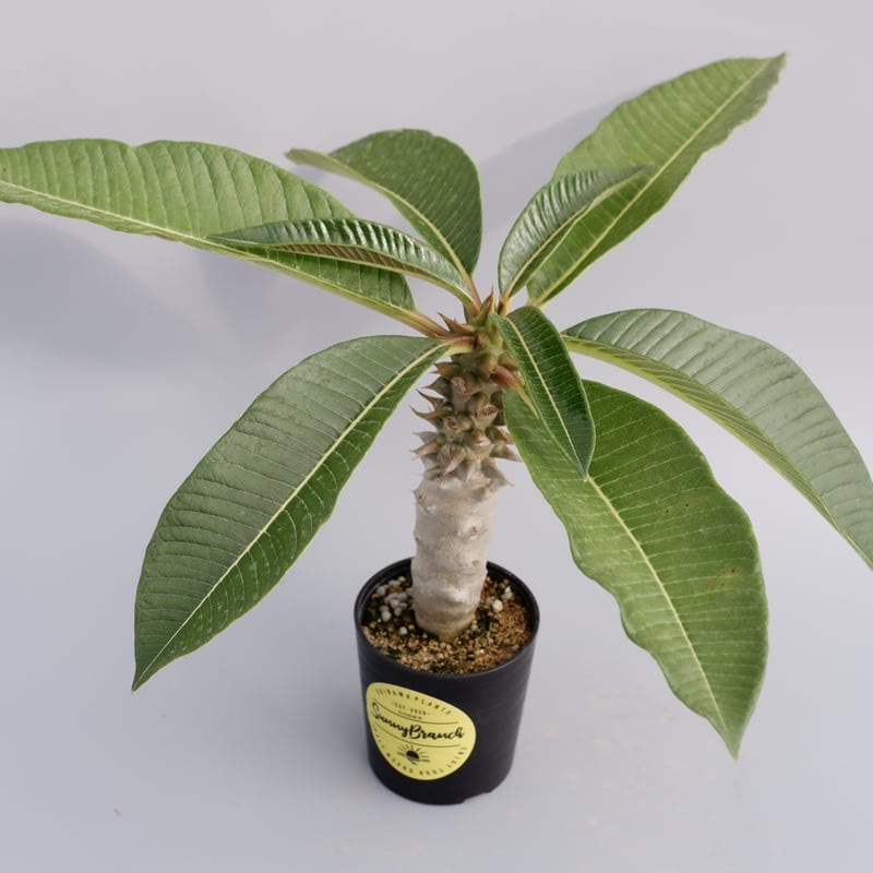 パキポディウム バロニー実生株013 Pachypodium baronii | Sunny