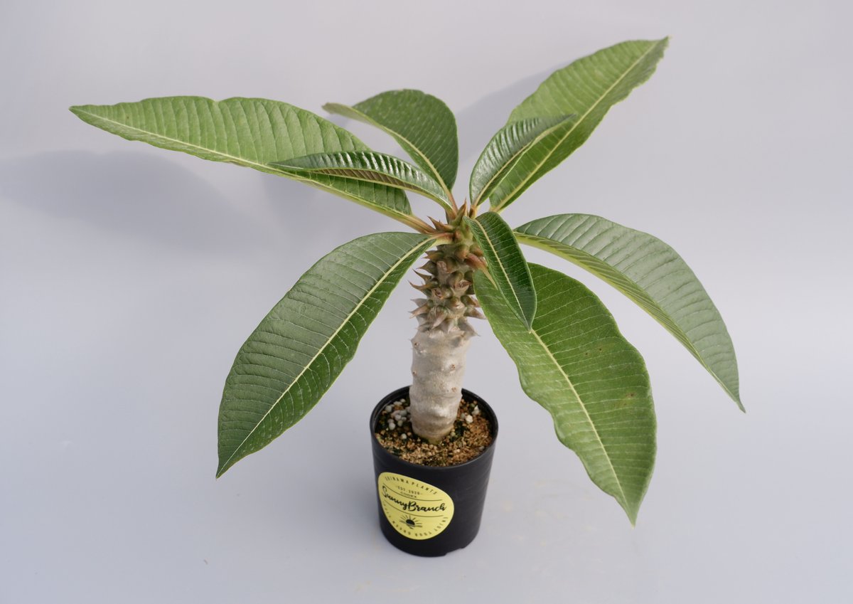 パキポディウム バロニー実生株013 Pachypodium baronii | Sunny