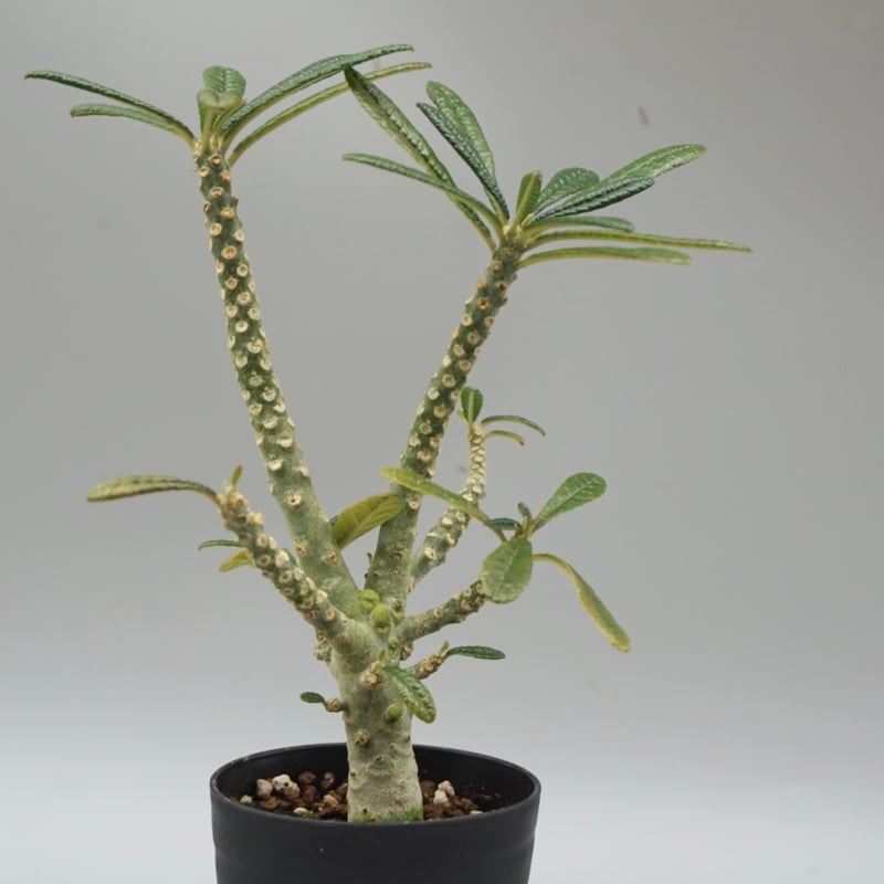 ドルステニア　ギガス ドルステニア ギガス033 Dorstenia gigas | Sunny Branch