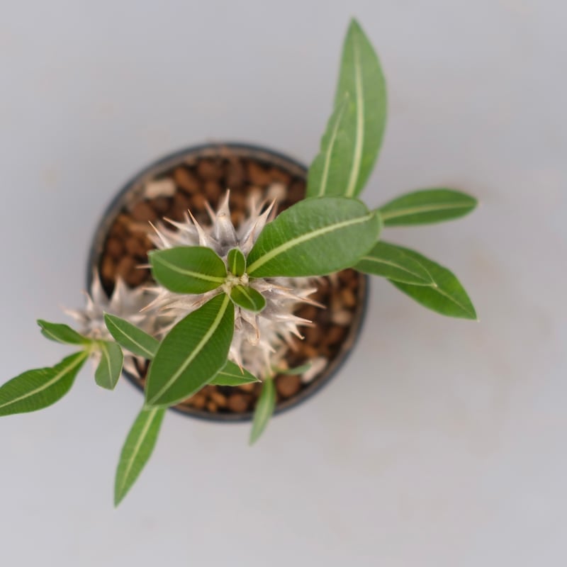 パキポディウム ホロンベンセ 実生株 004 Pachypodium