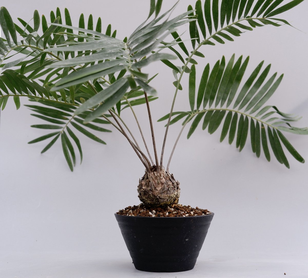 ザミア フロリダーナ2頭 002 Zamia floridana 蘇鉄 | Sunny Branch