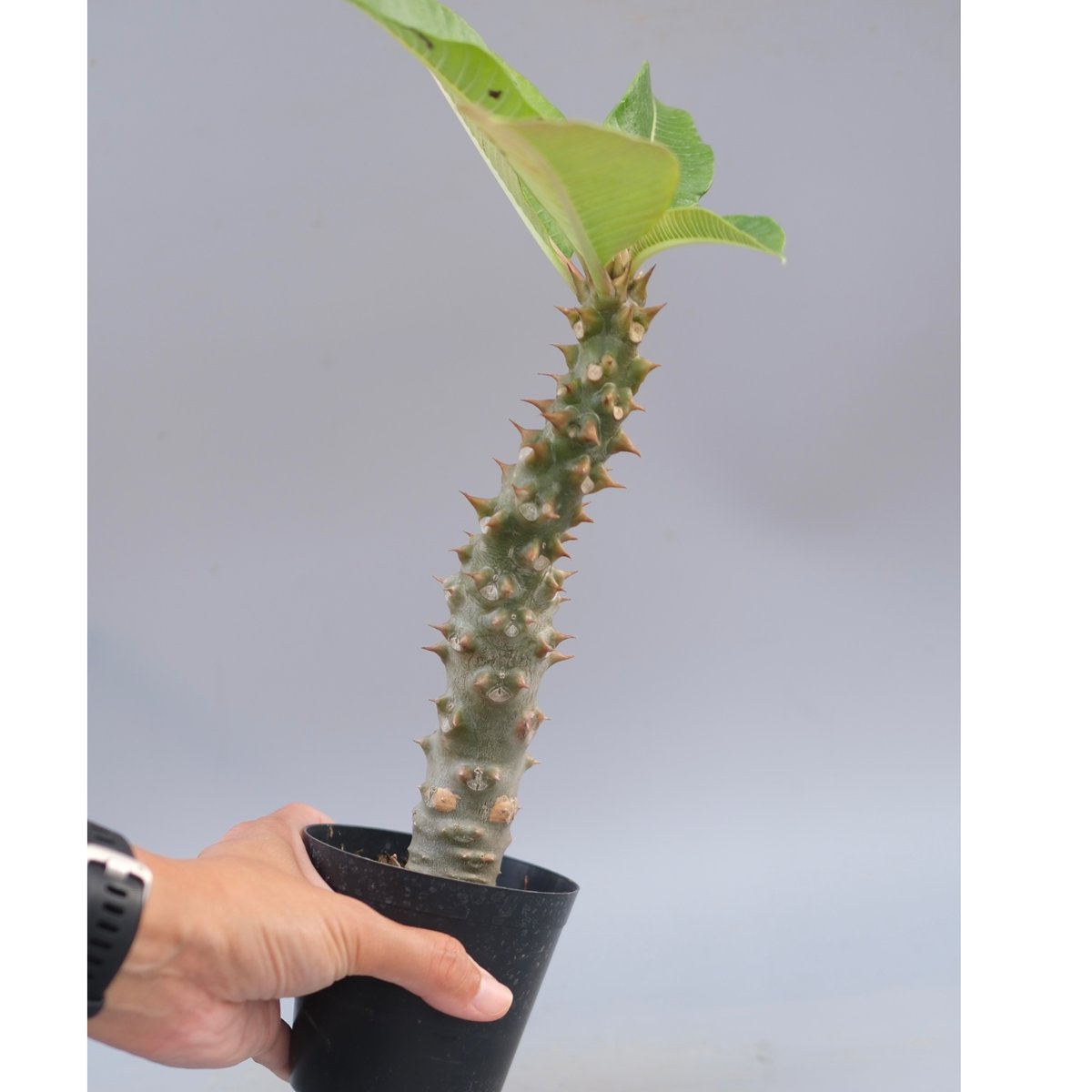 パキポディウム バロニー実生株042 Pachypodium baronii | Sunny