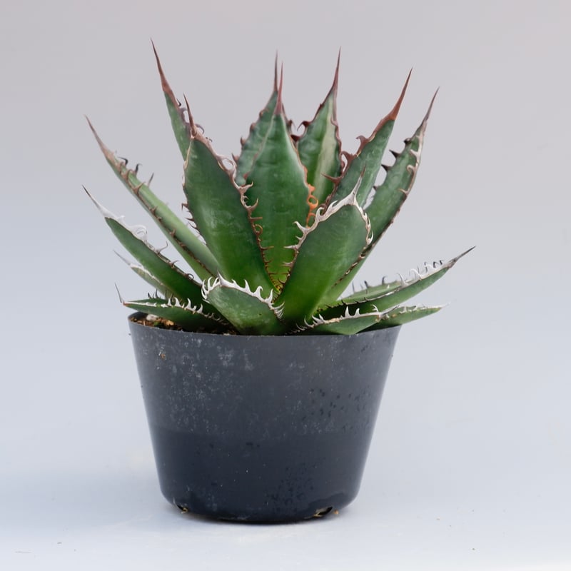 アガベ ホリダ 033 Agave horrida 強棘 | Sunny Branch