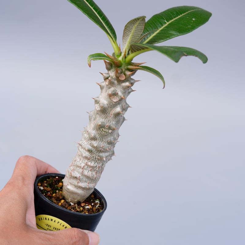 パキポディウム バロニー実生株025 Pachypodium baronii | Sunny
