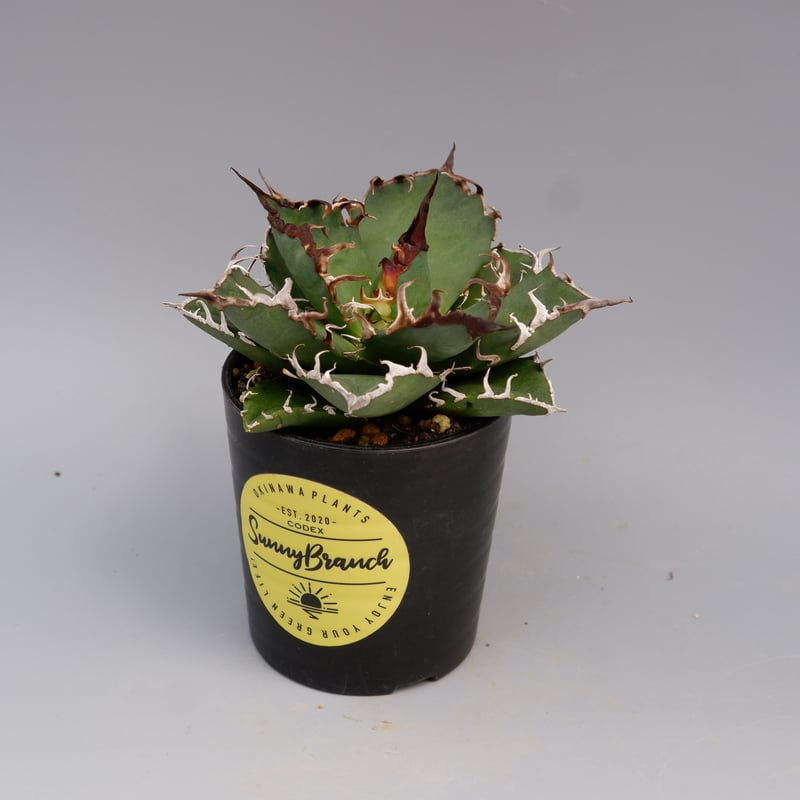 アガベ　チタノタ　シーザー⑥ アガベ チタノタ シーザー Agave titanota caesar 146 | Sunny