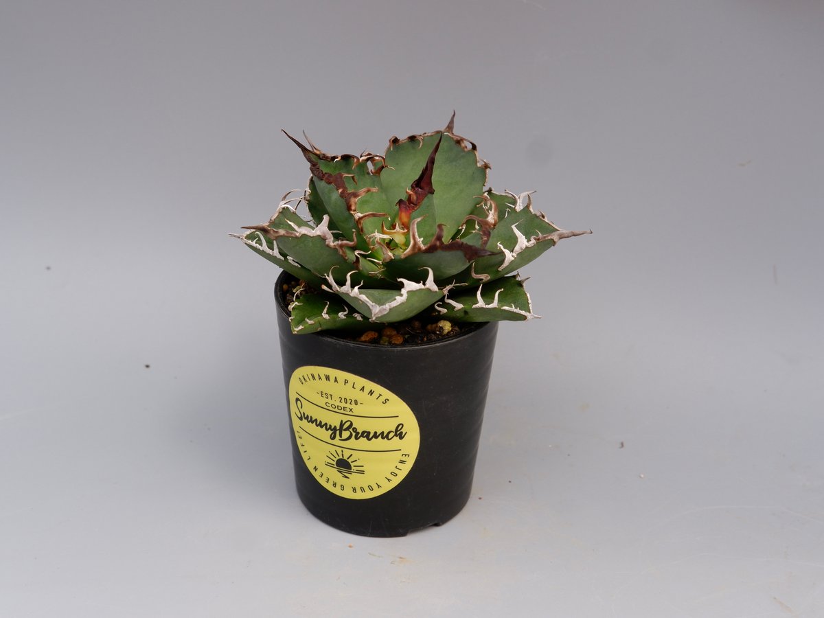 アガベ チタノタ シーザー Agave titanota caesar 146 | Sunny