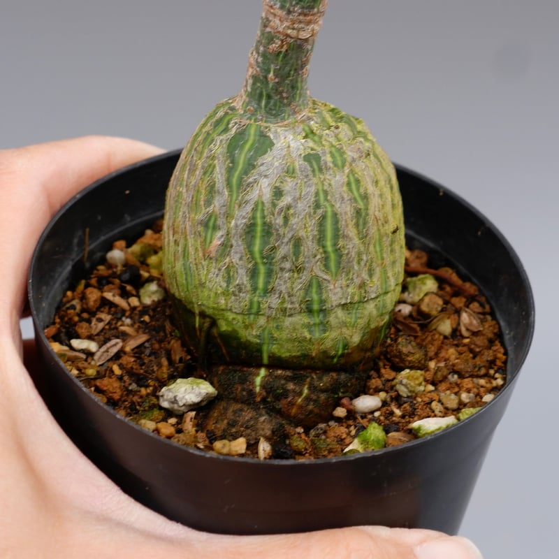 プセウドボンバックス・エリプチカム まんまる型 プセウド ボンバックス 041 Pseudobombax ellipticum |
