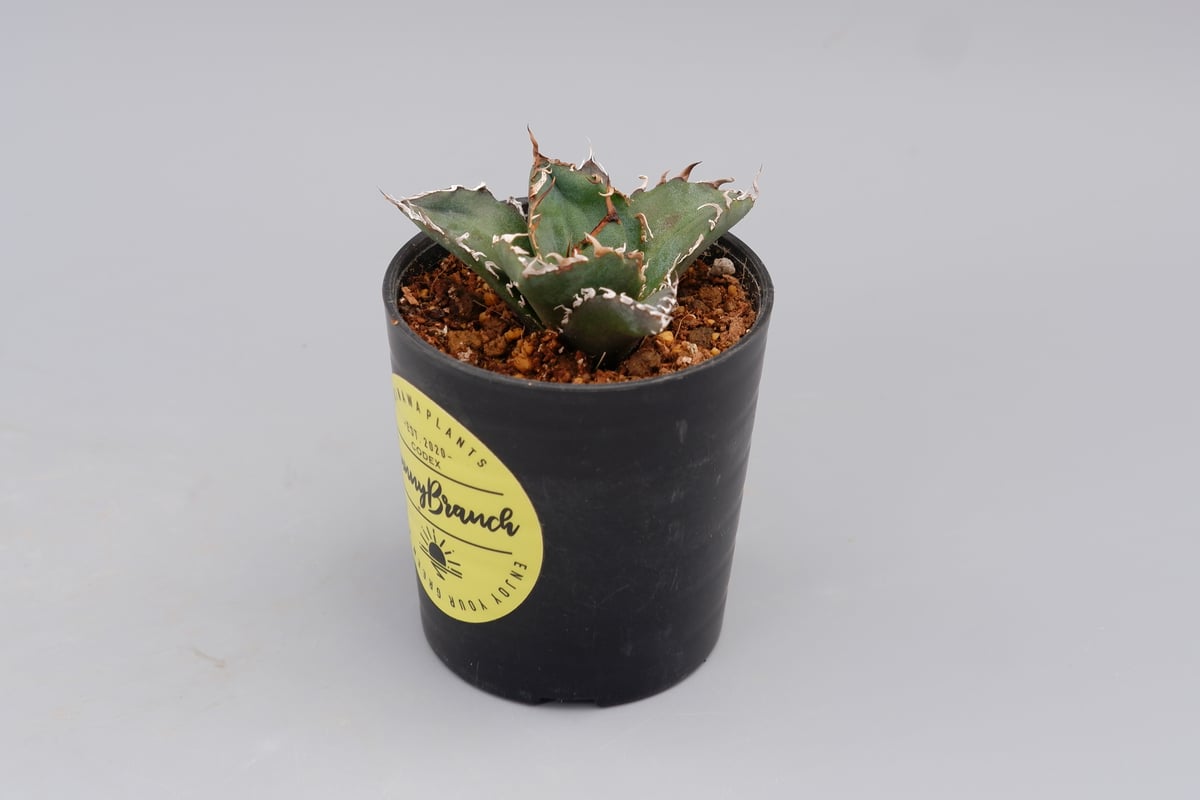 アガベ チタノタ 白鯨 Agave titanota white whale 146 | Su